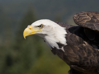 pyguargue  tte blanche - bald eagle