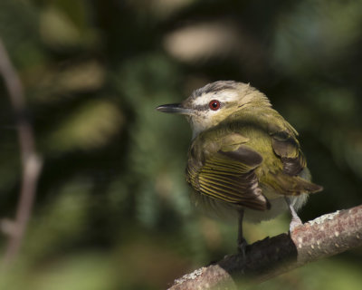 viro aux yeux rouges - red eyed vireo