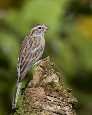 bruant familier - chipping sparrow