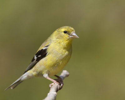 chardonneret jaune - american goldfinch