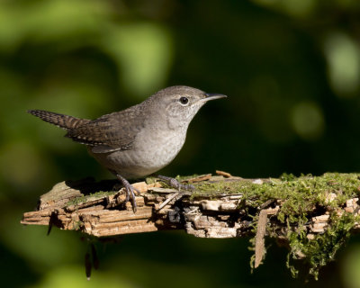 troglodyte familier - house wren