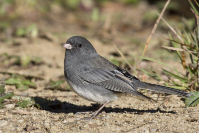 junco ardois - dark eyed junco