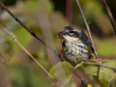 paruline  croupion jaune - yellow rumped warbler