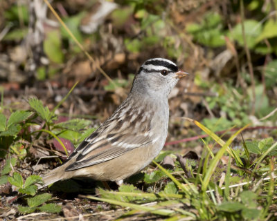 bruant  couronne blanche - white crowned sparrow