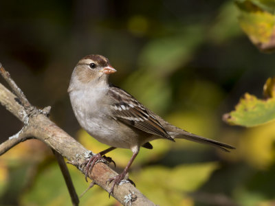 bruant à couronne blanche - white crowned sparrow