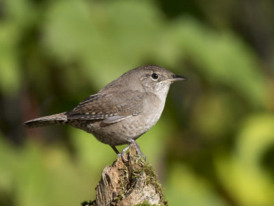 troglodyte familier - house wren