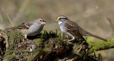 bruant  gorge et couronne blanche - white throated and crowned sparrow