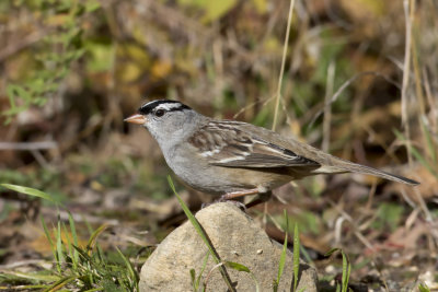 bruant  couronne blanche - white crowned sparrow