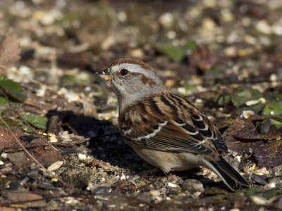 bruant hudsonnien - american tree sparrow