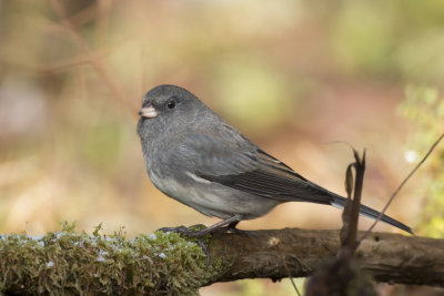 junco ardoisé - dark eyed junco