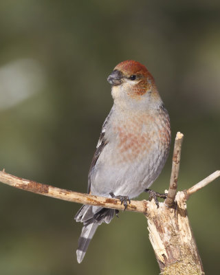 durbec des sapins - pine grosbeak