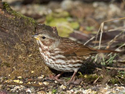 bruant fauve - fox sparrow