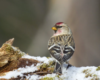 sizerin flamm - common redpoll