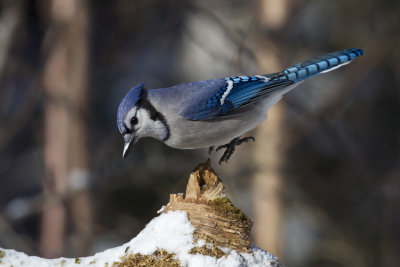 geai bleu - blue jay