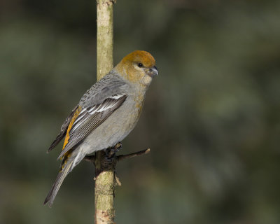 durbec des sapins - pine grosbeak