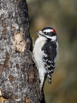 pic mineur - downy woodpecker