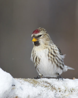 sizerin flammé - common redpoll