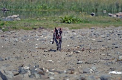 Oh boy the beach!