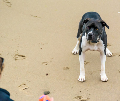----- Gallery ----- Lighthouse Dogs