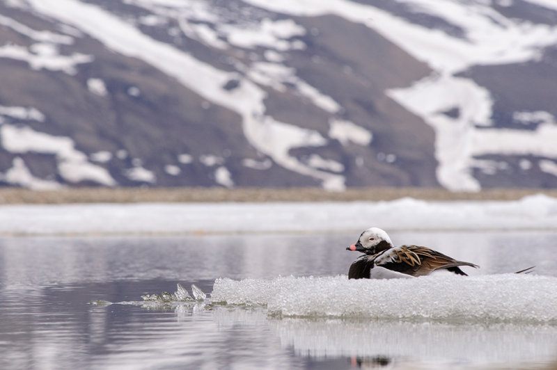 IJseend / Long-tailed Duck