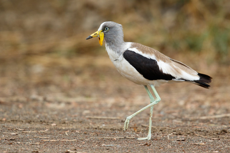 Witkruinkievit / White-headed Lapwing