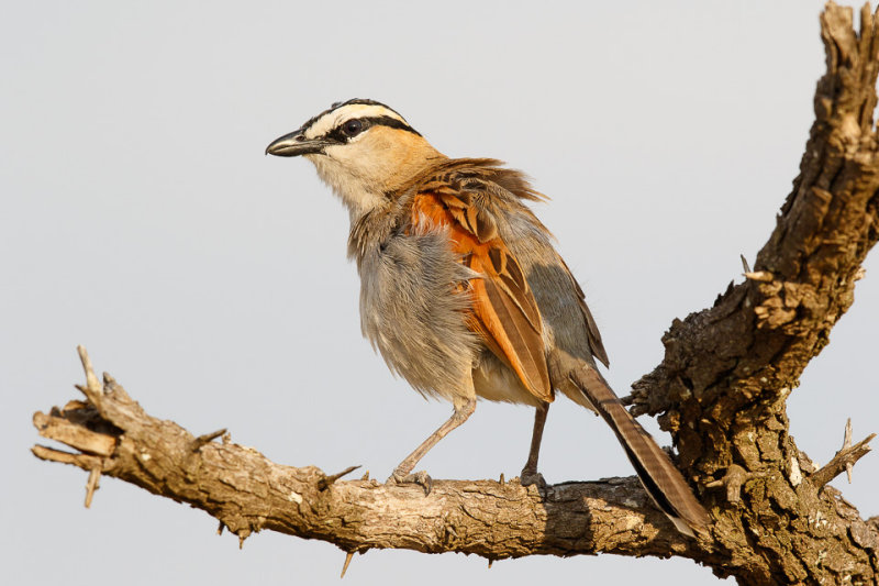 Zwartkruintsjagra / Black-crowned Tchagra