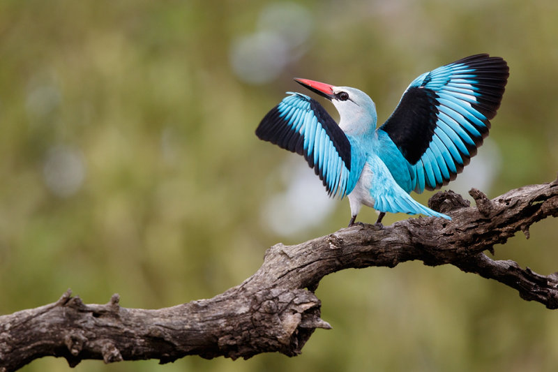 Senegalijsvogel / Woodland Kingfisher