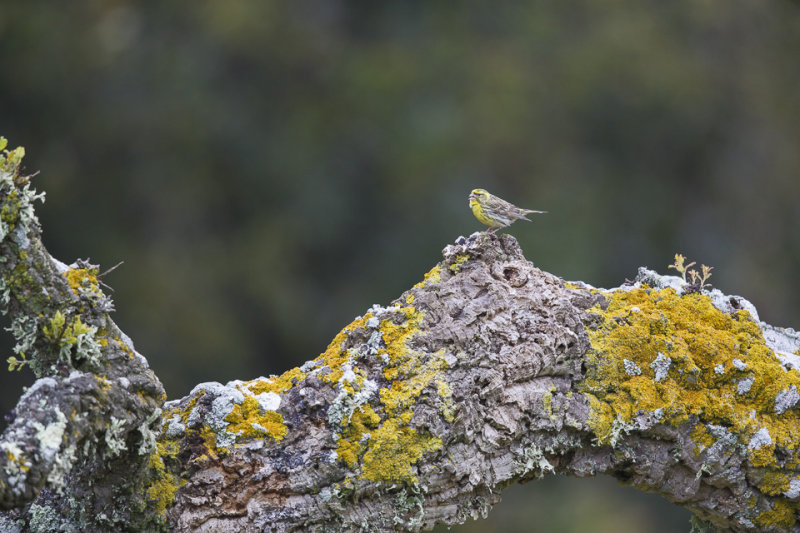 Europese Kanarie / European Serin