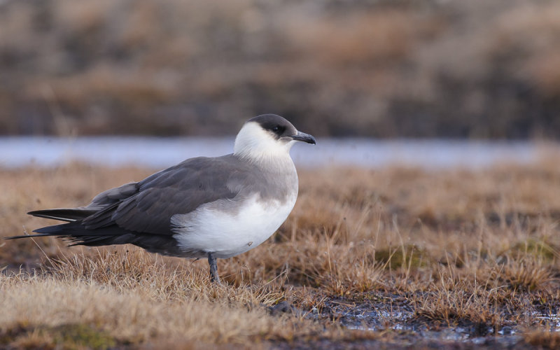 Kleine Jager / Arctic Skua