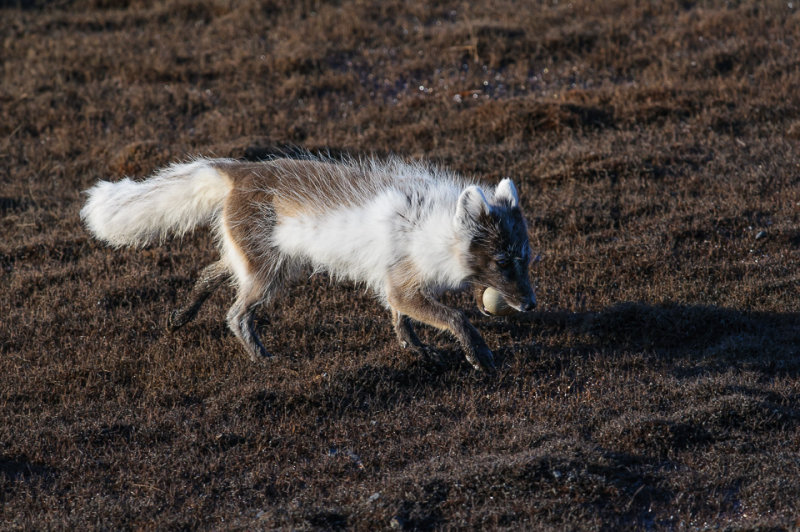 Poolvos / Arctic Fox