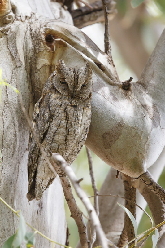 Dwergooruil / Eurasian Scops-Owl / Otus scops