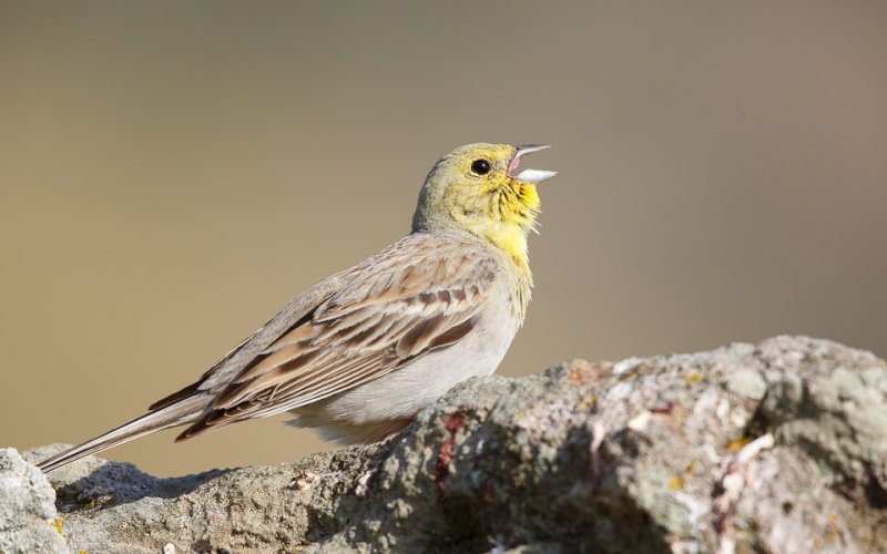 Smyrnagors / Cinereous Bunting / Emberiza cineracea