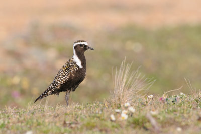 Amerikaanse-Goudplevier / American Golden-Plover