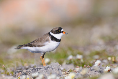 Amerikaanse Bontbekplevier / Semipalmated Plover