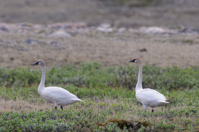 Fluitzwaan / Tundra Swan