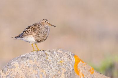 Gestreepte Strandloper / Pectoral Sandpiper