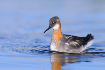 Grauwe Franjepoot / Red-necked Phalarope