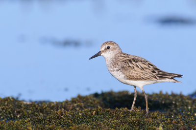 Grijze Strandloper / Semipalmated Sandpiper