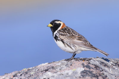 IJsgors / Lapland Longspur 