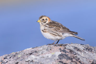 IJsgors / Lapland Longspur 