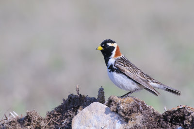 IJsgors / Lapland Longspur 