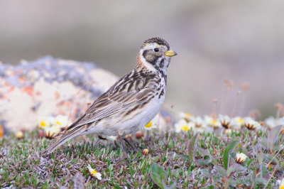 IJsgors / Lapland Longspur 