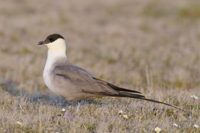 Kleinste Jager / Long-tailed Jaeger