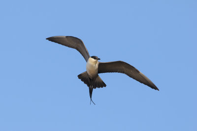 Kleinste Jager / Long-tailed Jaeger