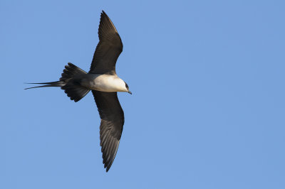 Kleinste Jager / Long-tailed Jaeger