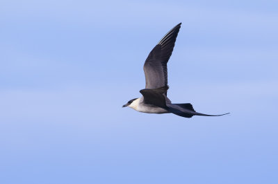 Kleinste Jager / Long-tailed Jaeger