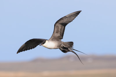 Kleinste Jager / Long-tailed Jaeger