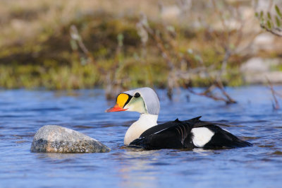 Koningseider / King Eider