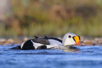 Koningseider / King Eider