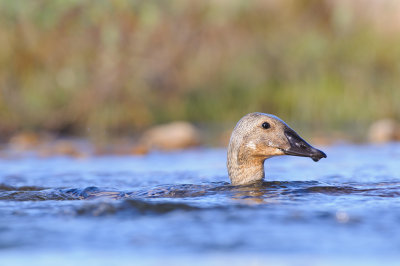 Koningseider / King Eider